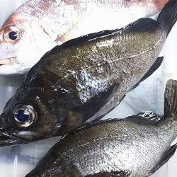 中サバ？メバルをねらいました。