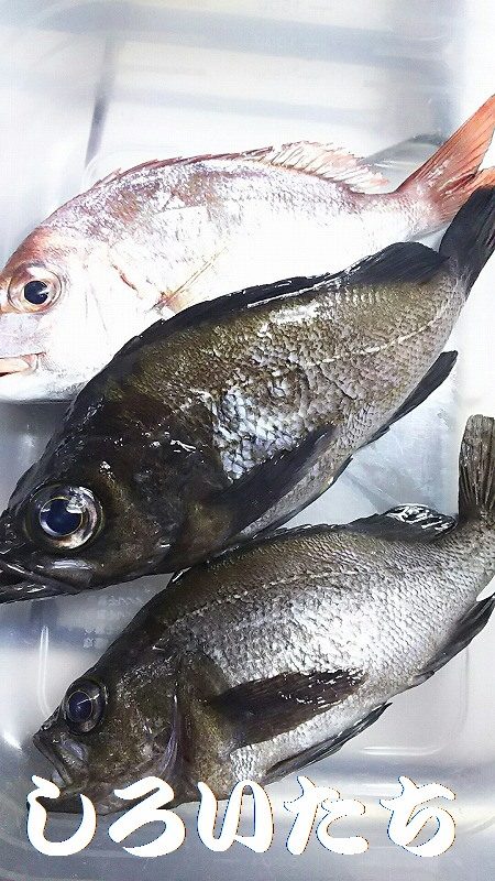 中サバ？メバルをねらいました。