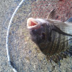 ヘチ釣りでチヌをあげるもエイが多く竿が折れ・・・