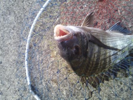 ヘチ釣りでチヌをあげるもエイが多く竿が折れ・・・