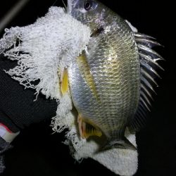 南港カモメ大橋ヘチング釣行 (キビレ33cmと小キビレ釣果のみっす(笑))