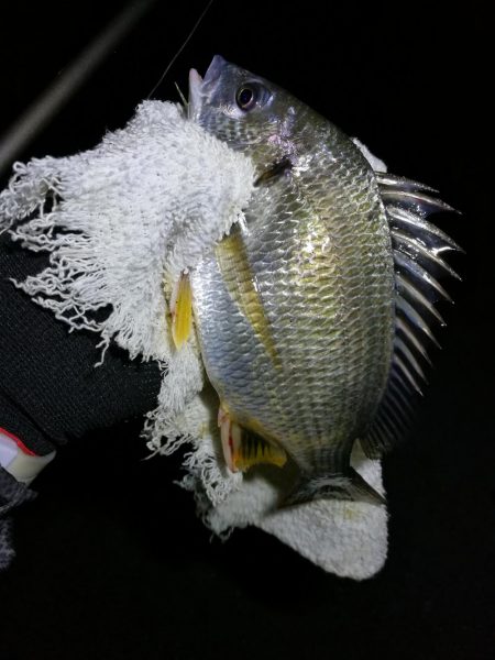 南港カモメ大橋ヘチング釣行 （キビレ33ｃ…