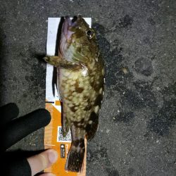 南港カモメ大橋釣行 (真チヌ48cm再び。。その他釣果有り(笑)