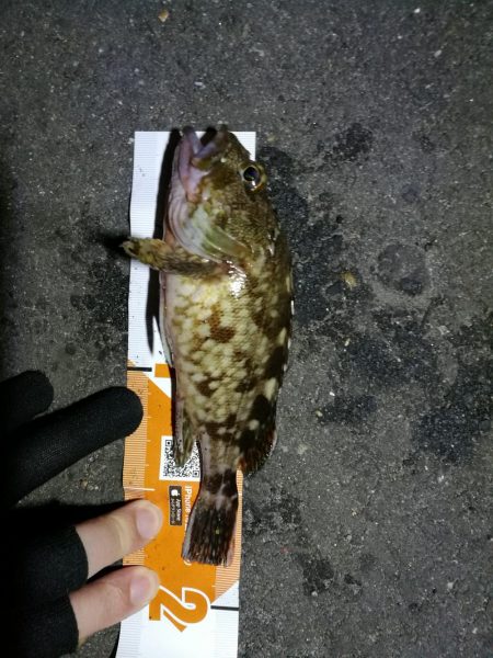 南港カモメ大橋釣行 （真チヌ48cm再び。…