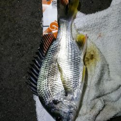 南港フェリーヘチ釣り (ミニ真チヌ、小キビレ他釣果)