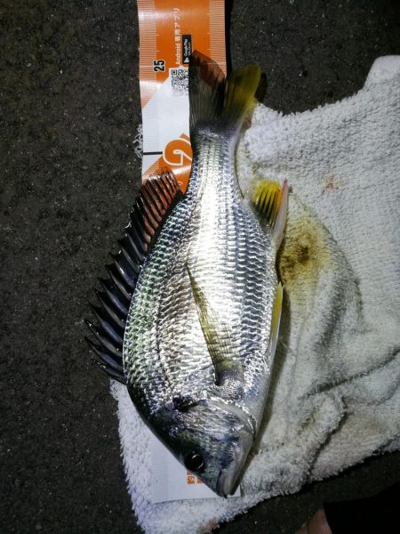 南港フェリーヘチ釣り (ミニ真チヌ、小キビレ他釣果)