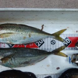 淡路島の夜釣り