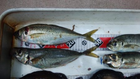 淡路島の夜釣り