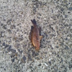 ヘチ釣りでハタ！ハタ！ハタ！