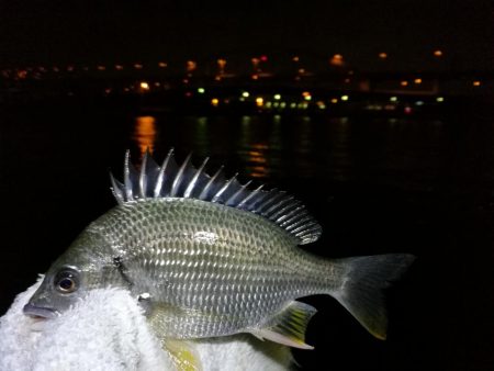 南港フェリーヘチ釣り （キビレ39ｃｍ釣果…