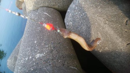 キス好調です！