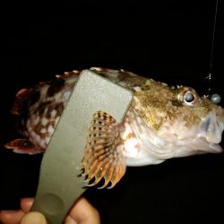 サビキとアジング