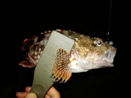 サビキとアジング