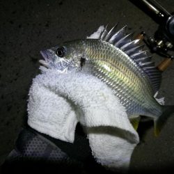 南港カモメ大橋釣行 (真チヌ40cm、小キビレ釣果有りマス)