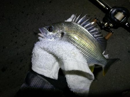 南港カモメ大橋釣行 (真チヌ40cm、小キビレ釣果有りマス)