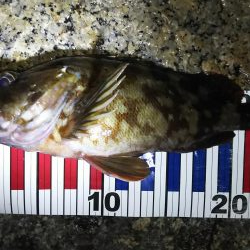 根魚探索 ナイトゲーム編