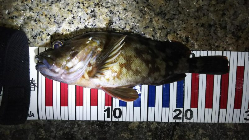 根魚探索 ナイトゲーム編