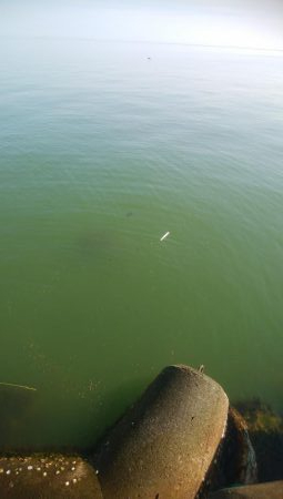 キス釣れましたー