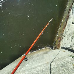 南港シーサイドコスモ