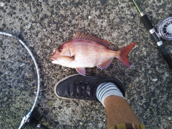 ヘチ釣りでヘダイ48ｃｍ！ワームでマダイ！…