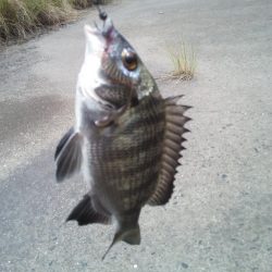 ヘチ釣りでチヌ
