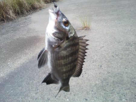 ヘチ釣りでチヌ