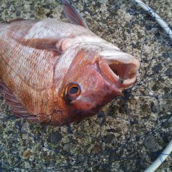 ヘチ釣りで良型マダイ!