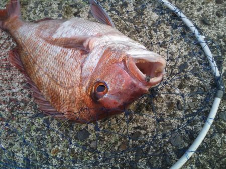 ヘチ釣りで良型マダイ!