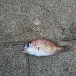 南港シーサイドコスモでサビキ好調