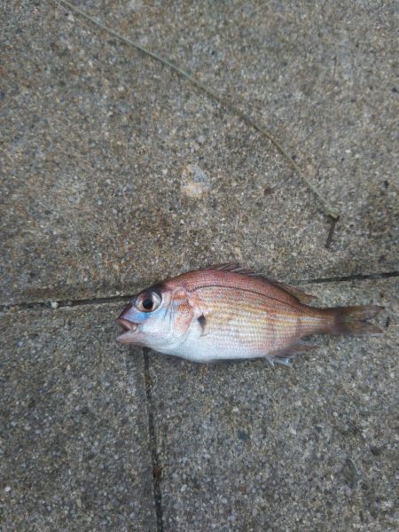 南港シーサイドコスモでサビキ好調