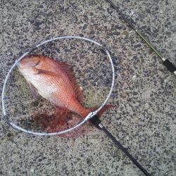 ヘチ釣りでマダイ48cm！！