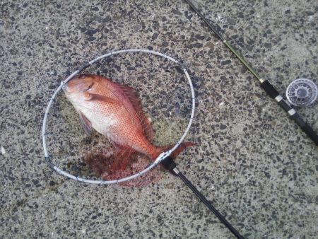 ヘチ釣りでマダイ48cm！！