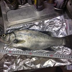 セイゴ、アジその他