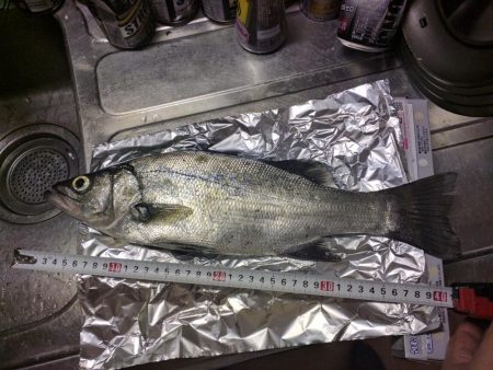 セイゴ、アジその他