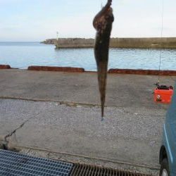 天ぷら狙いのキスは不発