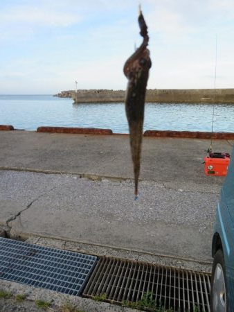 天ぷら狙いのキスは不発