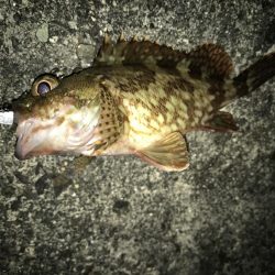 暴風でもガッシー！