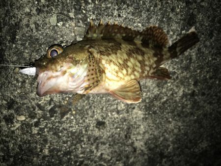 暴風でもガッシー！