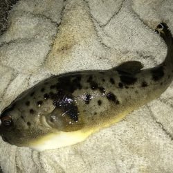 青流してもガッシー2nd