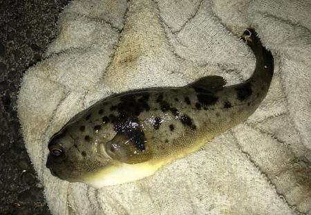 青流してもガッシー2nd