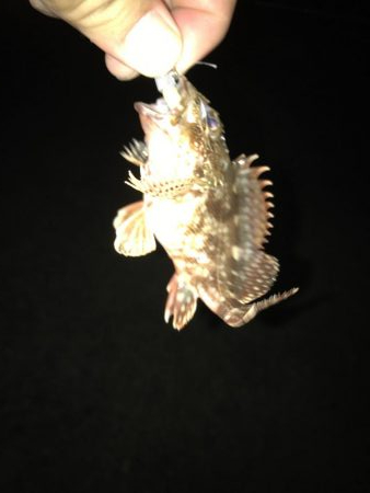 フカセチヌナイト