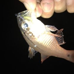 帰ってきたガッシー