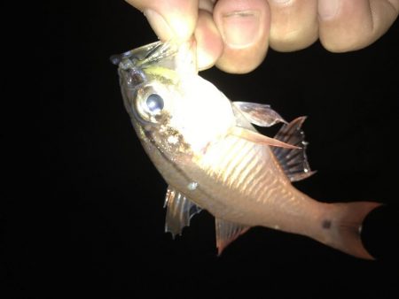 帰ってきたガッシー