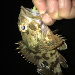 ガッシーマンションの沖には！