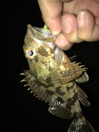 ガッシーマンションの沖には！