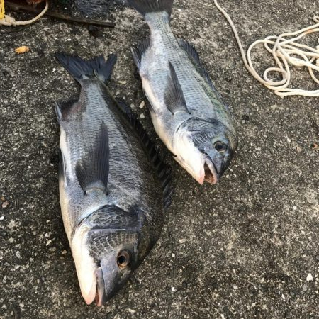 サナギフカセでチヌ!