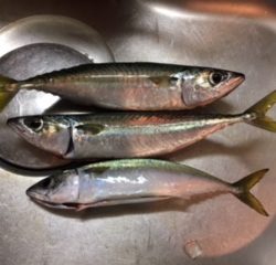 ショアジギング