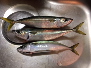 ショアジギング