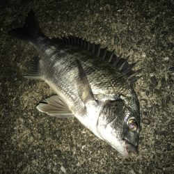 サナギフカセナイト2nd