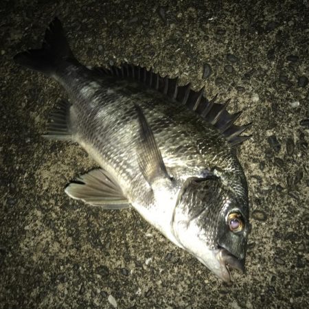 サナギフカセナイト2nd